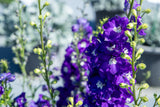 Delphinium - Magic Fountains Dark Blue & White Bee