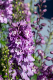 Delphinium - Magic Fountains Lilac Pink White Bee