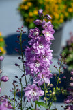 Delphinium - Magic Fountains Lilac Pink White Bee