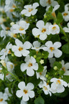 Bacopa - Scopia Gulliver White Imp