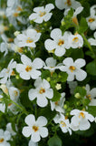 Bacopa - Scopia Gulliver White Imp