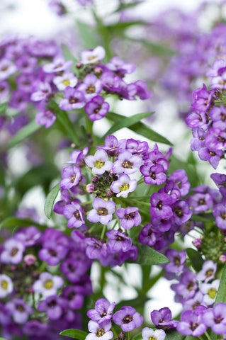 Lobularia - Lavender Stream