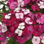 Dianthus - Dart Pink Magician