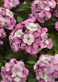 Dianthus - Dart Pink Magician