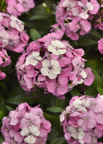 Dianthus - Dart Pink Magician