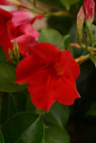 Dipladenia - Tropica Grande Red