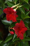 Dipladenia - Tropica Grande Red