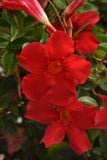 Dipladenia - Tropica Grande Red