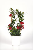 Dipladenia - Tropica Grande Red