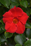 Dipladenia - Tropica Grande Red