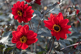 Dahlia - Black Forest Ruby