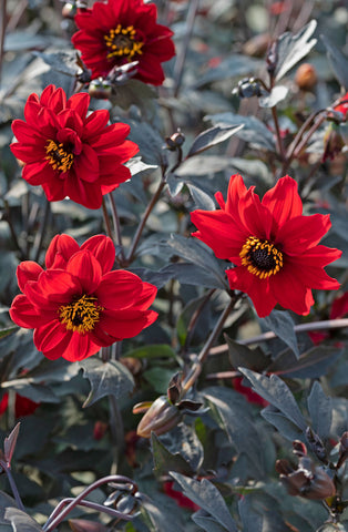 Dahlia - Black Forest Ruby