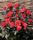 Dahlia - Black Forest Ruby