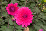 Dahlia - Dinner Plate Purple Engelhardt's Matador