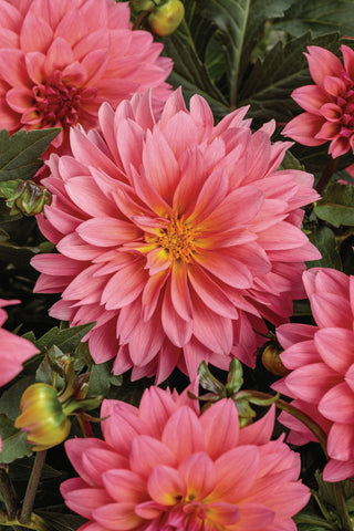 Dahlia - Virtuoso Pinkerific