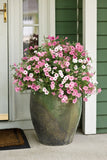 Petunia - Supertunia Vista Bubblegum