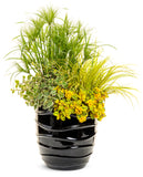 Plectranthus - Variegata