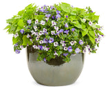 Torenia - Summer Wave Blue