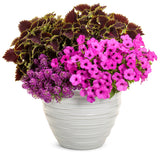 Petunia - Supertunia Vista Jazzberry