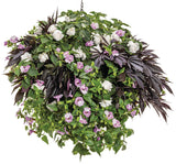 Ipomoea - Sweet Caroline Medusa Black