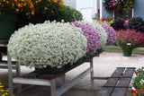 Lobularia - Easy Breezy White