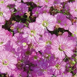 Gypsophila - Gypsy Deep Rose