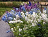 Delphinium - Magic Fountains Mix Tray