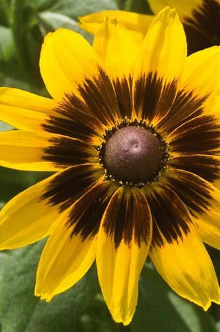 Rudbeckia - Denver Daisy