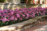 Dianthus - Jolt Pink Magic