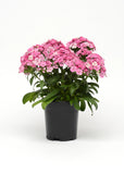 Dianthus - Jolt Pink Magic