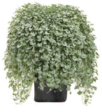 Dichondra - Silver Falls