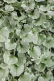 Dichondra - Silver Falls