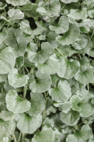 Dichondra - Silver Falls