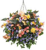 Torenia - Summer Wave Blue