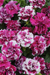 Petunia - Double Madness Rose & White