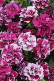 Petunia - Double Madness Rose & White