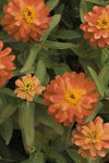 Zinnia - Profusion Double Deep Salmon