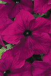 Petunia - Dreams Burgundy