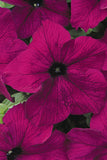 Petunia - Dreams Burgundy