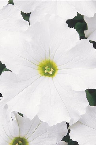 Petunia - Dreams White