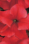 Petunia - Dreams Red