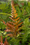 Fern - Dryopteris Jurassic Gold