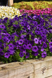 Petunia - E3 Easy Wave Blue