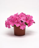 Petunia - E3 Easy Wave Pink