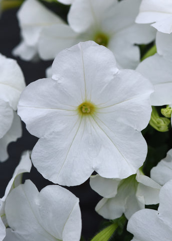 Petunia - E3 Easy Wave White