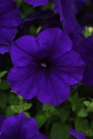 Petunia - E3 Easy Wave Blue