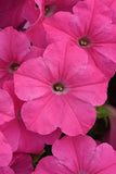 Petunia - E3 Easy Wave Pink
