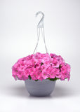 Petunia - E3 Easy Wave Pink