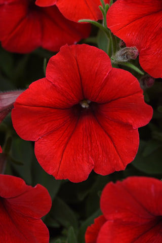 Petunia - E3 Easy Wave Red
