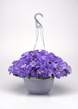 Petunia - E3 Easy Wave Sky Blue